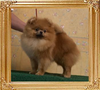 Canton_Top_Star_10_n_half_mos_3.8lbs_4280.jpg