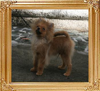 3lbs at 5months Canton_Tower_of_MT_Crest_5mo_3lbs_49162.jpg