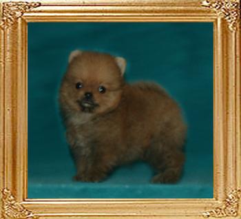 Canton_Twist_Twister_1.1lbs_1mo_2wk_49635.jpg