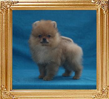 Canton_Twist_Twister_3mo_11day_1.7lbs_49635.jpg