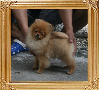 Canton_Twist_Twister_4mo_1wk_2.75lbs_2699.jpg