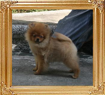 Canton_Twist_Twister_4mo_1wk_2.75lbs_2714.jpg