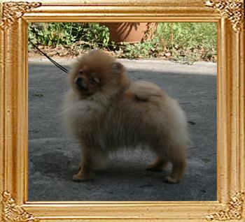 Canton_Twist_Twister_4mo_1wk_2.75lbs_2945.jpg