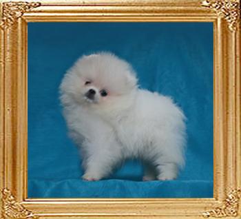 1.3lbs at 2months Canton_Ultimate_Quest_1.3lbs_2mo_49621.jpg