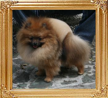 Canton_Unforgettable_Fire__10mo_4lbs_18-19cm_1st_47077.jpg