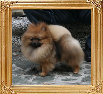 Canton_Unforgettable_Fire__10mo_4lbs_18-19cm_2nd_47077.jpg