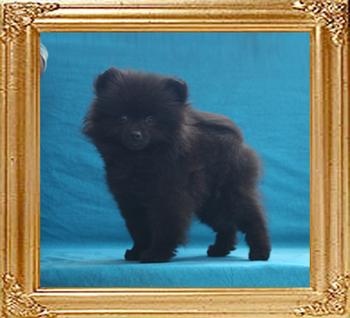 Canton_Whistler_1.65lbs_at_2mo_3wk_6930.jpg