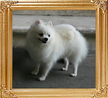 Canton_White_China_1yr_1mo_6lbs_47406.jpg