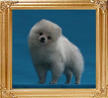 Canton_White_China_2.6lbs_at_3mo_3wk_47406.jpg