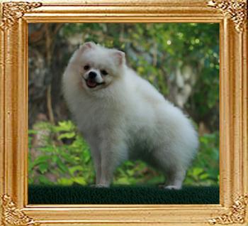 Canton_White_China_5559__9.5mon_5.5lbs_22cm_6-6_47406.jpg