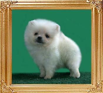 Canton_White_Dalton_Jones_2mo_0.7_lbs.jpg