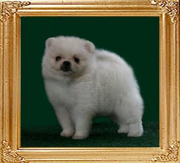 Canton_White_Delight_1mo_2weeks.jpg