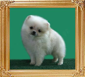Canton_White_Dillan_Jones_2mo_0.7_lbs.jpg