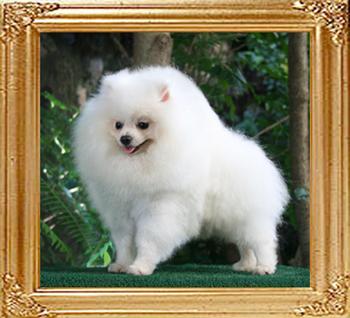 5.5lbs at 1year 5 months Canton_White_Genes_1yr_5mos_5.5lbs_framed.jpg