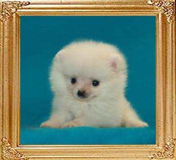 Canton_White_Meme__2mo_1.3lbs_47433.jpg