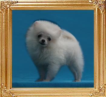 1.8lbs at 3months 3weeks Canton_White_Perfect_1.8lbs_at_3mo_3wk.jpg