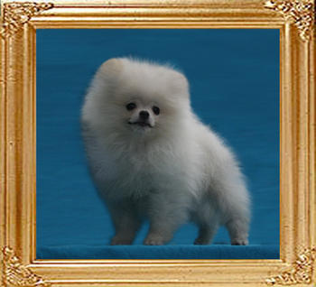 Canton_White_Prince_1.1lbs_at_3mo__47409.jpg