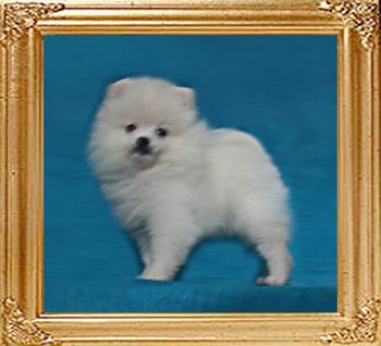 2lbs at 2months 2weeks Canton_White_Sense_2lbs_2mo_2wk_49612.jpg