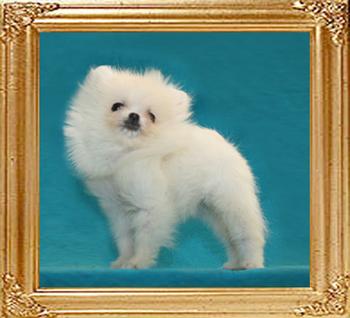 Canton_White_Skysong.jpg