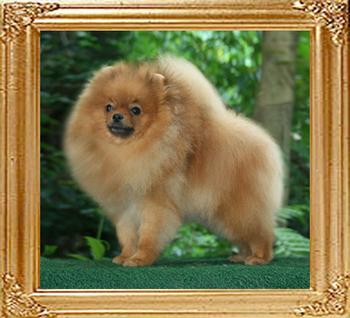 5lbs at 1year Canton_Wind_Song_1yr__5lbs_47082.jpg