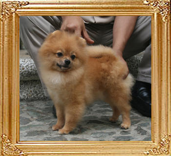 Canton_Yendarra_5.61lbs_2yr_9mo_2341.jpg