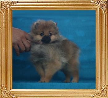 Canton_Yoko_Li_286lbs_3mo_1177_.jpg