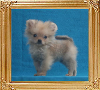 Canton_Yoko_Mystery_0.88lbs_2mo_2wk_3486.jpg