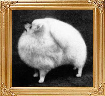 Ch_Powder_Puff_of_Hadleigh.jpg