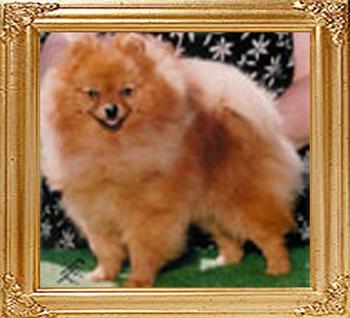 Cheyennes_Timstoppers_Buddy_Can_Ch_33430.jpg