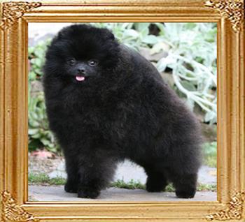 Chriscendo_Cult_Classic_Frame_Ch_47447.jpg