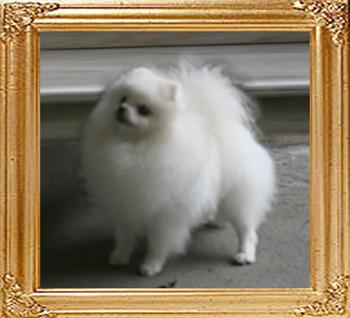 Co_Co_of_Chiao_Li_Ya_2yr_2.3lbs__49288.jpg