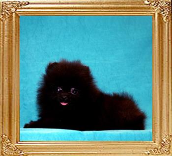 Coral_Black_Baden_Baden_1.7lbs_2mo_1wk.jpg