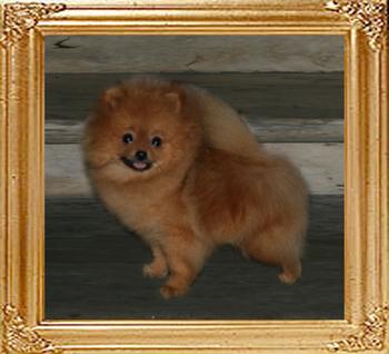 Coral_Fraulein_of_Canton_1yr_3mo_1.8lbs__47281.jpg
