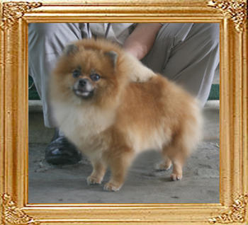 Coral_Thalia_of_Canton_3yr_1mo_682lbs_1247.jpg