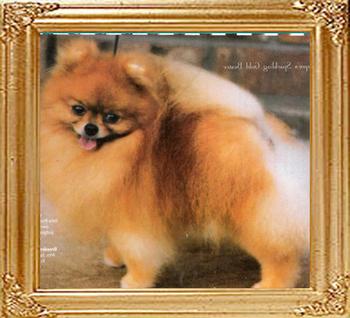 Dupres_Sparkling_Gold_Buster_Ch_34235.jpg