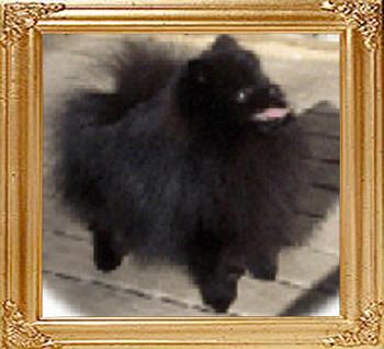 Finchs_Black_Fad_Fashion_10170.jpg