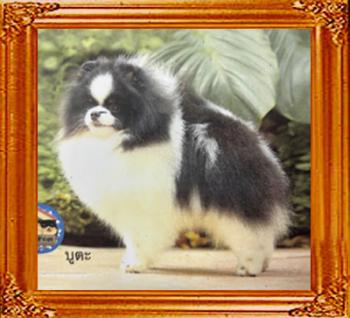 Fluke_Poms_Mobin_1_6987.jpg