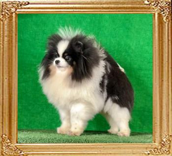 Flukepoms_Mobin_4397.jpg