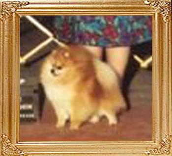 Great_Elms_Lil_Beve_of_Lenette_Ch_3247.jpg