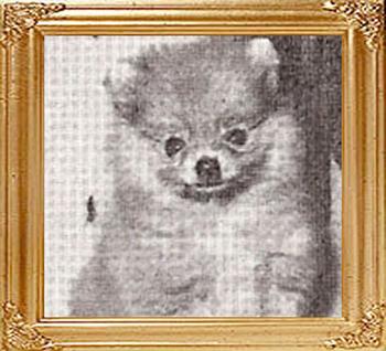 Great_Elms_Rumples_Tom_Thumb_Ch__10891.jpg