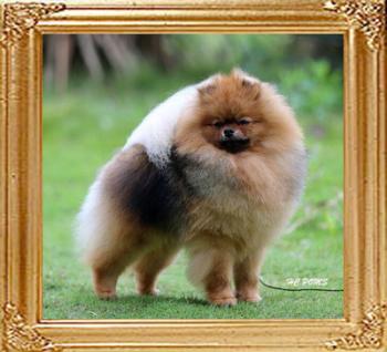 HC_Poms_Aaron__7119.jpg