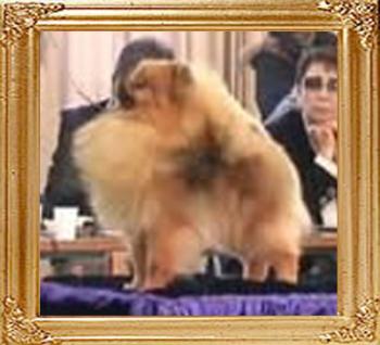 Hadleigh_Crown_Prince2.jpg