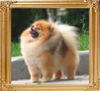 JCH_RUS_Ch_Finchs_Parker_Special_of_Orlando.jpg