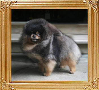 Janesas_N_Barjohns_Tuxedo_5.5lbs_4517_Extendtop.jpg
