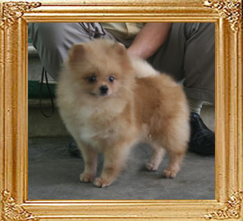 Jewel_of_Royalgene_Kennel_3yr_6mon_6.16lbs_4879.jpg