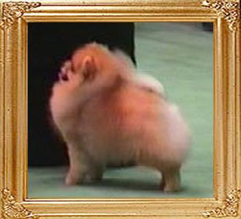 Jolvins_Legacy_of_Ginger_Ch_35964.jpg