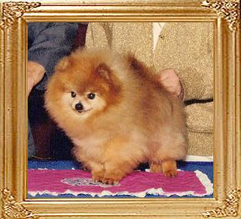 LLL_Mite_Of_Gold_Suzanna_Ch_17701.jpg