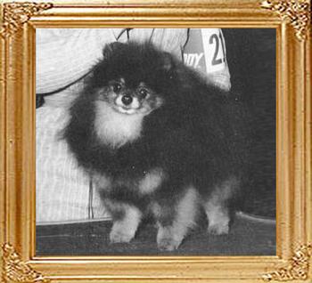 Lennis_Tar_Baby_Of_Great_Elms_Am_Ch_5880.jpg
