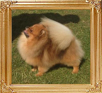 Lireva_Tarquin_Fly_the_Bear.jpg