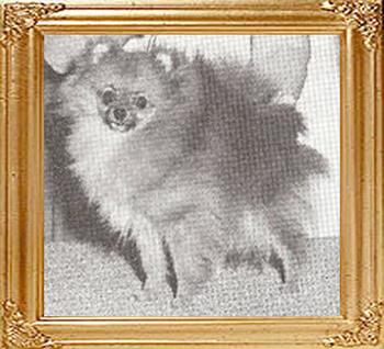 McKameys_Sundawn_Gold_Nina_Ch_11007.jpg
